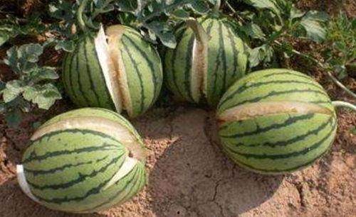 高州网红吃瓜事件真相