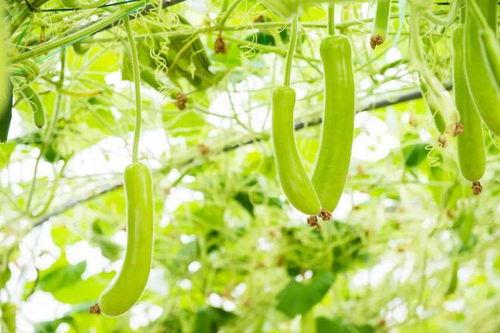 早读啊吃瓜官网进入,带你领略网络新潮流