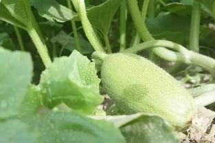 新疆网红事件吃瓜,揭秘网络舆论的风云变幻