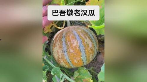 新疆网红事件吃瓜,揭秘网络舆论的风云变幻
