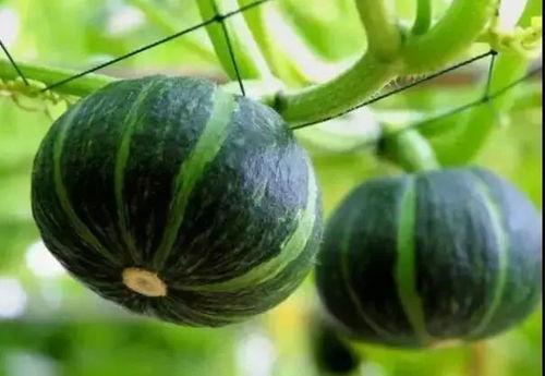 网红吃瓜事件入口视频,揭秘幕后真相，带你走进网络舆论漩涡