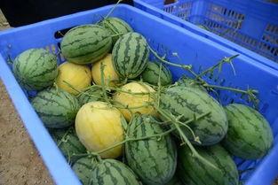 福山网红吃瓜群微信