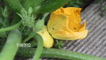 福山网红吃瓜群微信