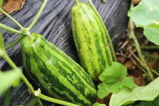 网红吃不吃瓜什么意思,揭秘娱乐圈幕后真相