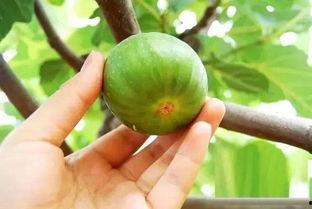 青岛男网红吃瓜,趣味横生引网友热议