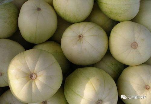 吃瓜网站链接香瓜网,揭秘吃瓜群众的网络乐园