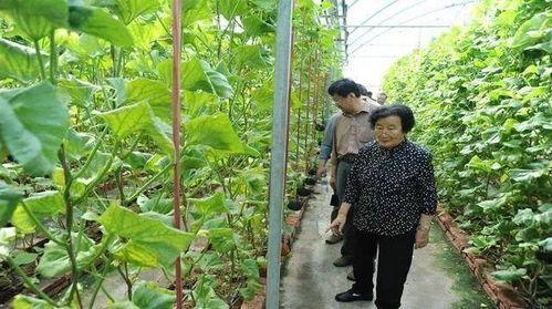 快手网红吃瓜黑料是真的吗,真相与谣言的交织