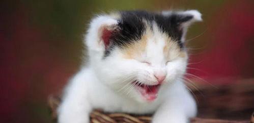 网红猫吃贝贝瓜图片高清,高清镜头捕捉贝贝瓜美味瞬间