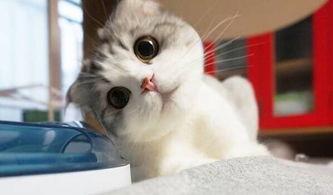 网红猫吃贝贝瓜图片高清,高清镜头捕捉贝贝瓜美味瞬间