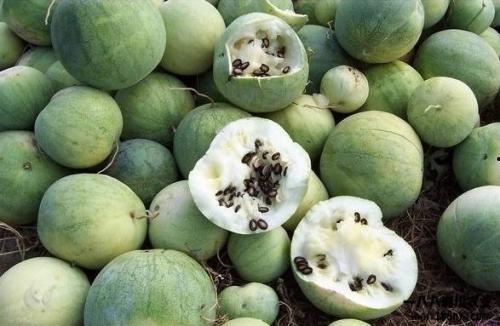 吃瓜官网免费观看全球,全球精彩尽在吃瓜官网免费观看