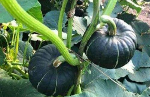 网红陈妮妮吃瓜,揭秘娱乐圈幕后真相