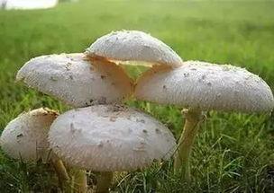 蘑菇吃瓜爆料网最新,揭秘娱乐圈最新热点事件