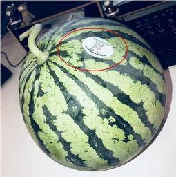 吃瓜航空网红,揭秘网红背后的航空世界