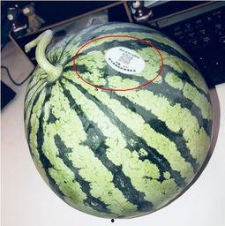 网红爆料吃瓜头像,揭秘吃瓜头像背后的秘密