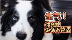 狗可以吃网瓜吗有毒吗