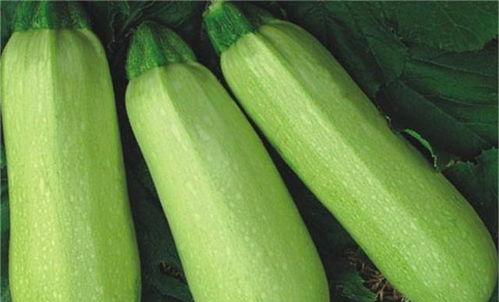 热门吃瓜网红排行榜最新,揭秘网络红人的瓜田传奇