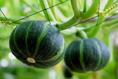 网红周丽珊吃瓜图片,瓜界新宠儿