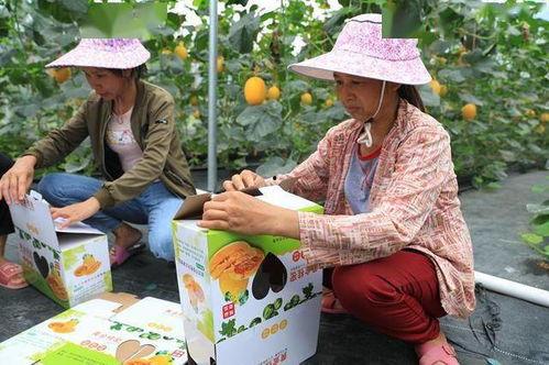 吃瓜逛街的网红