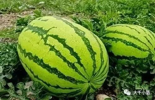 吃瓜官网在哪,一站式娱乐资讯平台深度解析