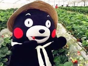 网红困熊吃瓜视频,一场意外的网络狂欢