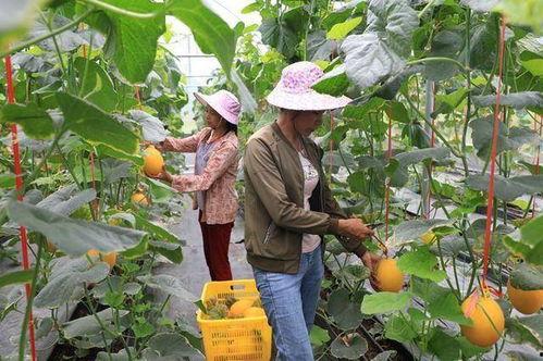 网红吃最近的瓜,揭秘幕后真相，带你走进网红世界风云变幻