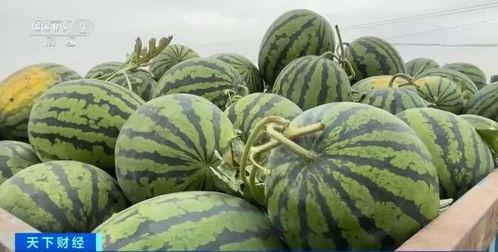 黑龙江吃瓜网红事件,揭秘网络舆论的风暴与真相