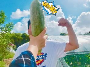 网红吃瓜网站漫画,揭秘娱乐圈背后的秘密与八卦