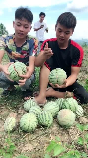网红农村吃自己瓜,网红农村自产瓜果美食之旅