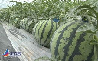 韩城黄河滩吃瓜网红视频,网红视频带你体验韩城夏日风情