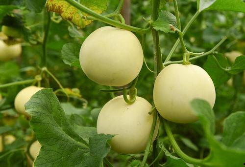 每日吃瓜官网,揭秘娱乐圈最新热点，带你畅游八卦海洋