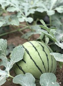 内蒙吃瓜网红是谁啊,她是谁？