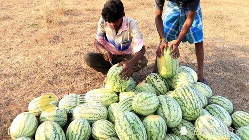 郑州男网红吃瓜爆料,揭秘娱乐圈幕后真相