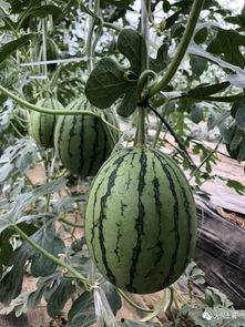 网红吃瓜视频最新,揭秘娱乐圈最新热点事件！