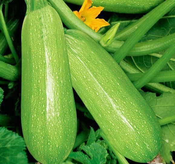 网红吃瓜视频的特点分析,娱乐与八卦的狂欢盛宴