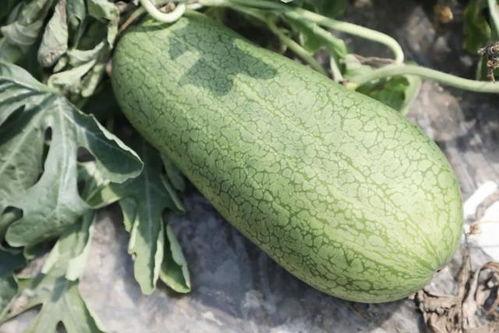 哪个网红连麦吃瓜最多,揭秘网红连麦吃瓜背后的热门现象  第2张