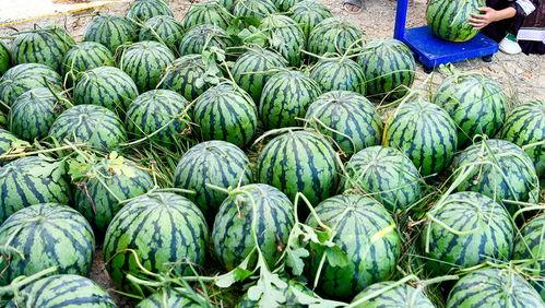 哪个网红连麦吃瓜最多,揭秘网红连麦吃瓜背后的热门现象  第3张