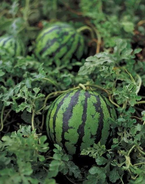 17一起吃瓜官网,揭秘娱乐圈最新热点,带你畅游八卦海洋 第3张 17一起吃瓜官网,揭秘娱乐圈最新热点,带你畅游八卦海洋 第3张