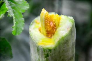 网红吃瓜群,揭秘娱乐圈幕后风云 第2张 网红吃瓜群,揭秘娱乐圈幕后风云 第2张