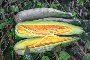 化隆网红吃瓜,揭秘网络红人的幕后故事