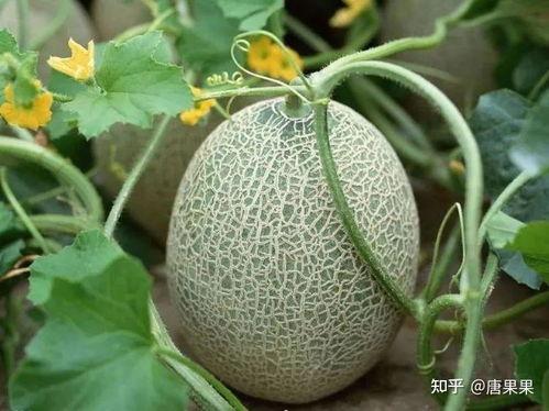 新疆网红求瓜吃播视频,一场别开生面的求瓜吃播盛宴