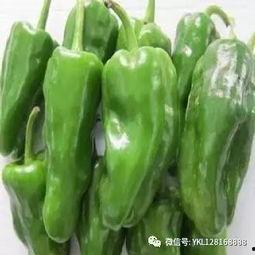 网红泡椒番茄吃瓜,揭秘美食背后的故事