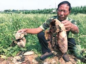 怒江百万网红吃瓜事件,揭秘网络事件背后的真相与影响  第3张