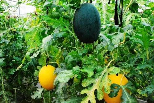 国产网暴吃瓜  第2张