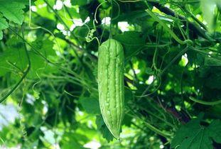 吃瓜天堂吃瓜网每日  第2张