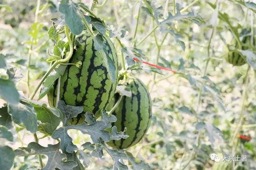 最新热门网红吃瓜,揭秘娱乐圈最新热点事件  第3张